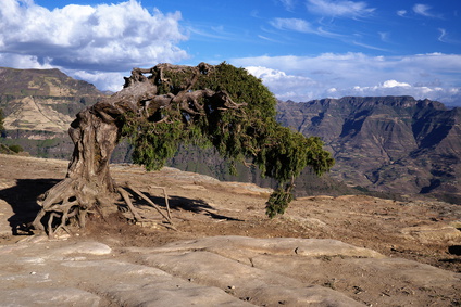 Lalibela Baum