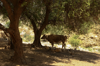 Wandern in Israel und Palästina