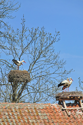 Störche in den Masuren