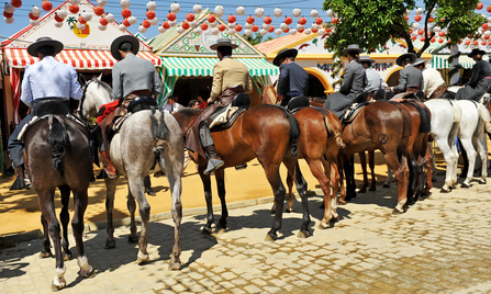 Pferdemarkt Reiter