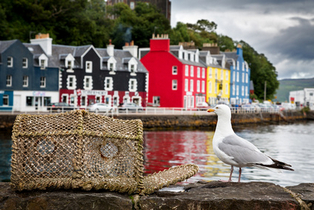 Tobermory Möwe