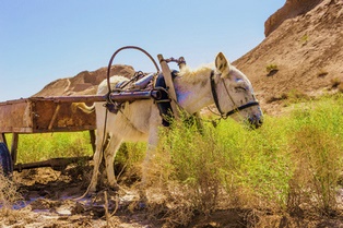 Wüste Usbekistan